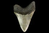Fossil Megalodon Tooth - North Carolina #147025-2
